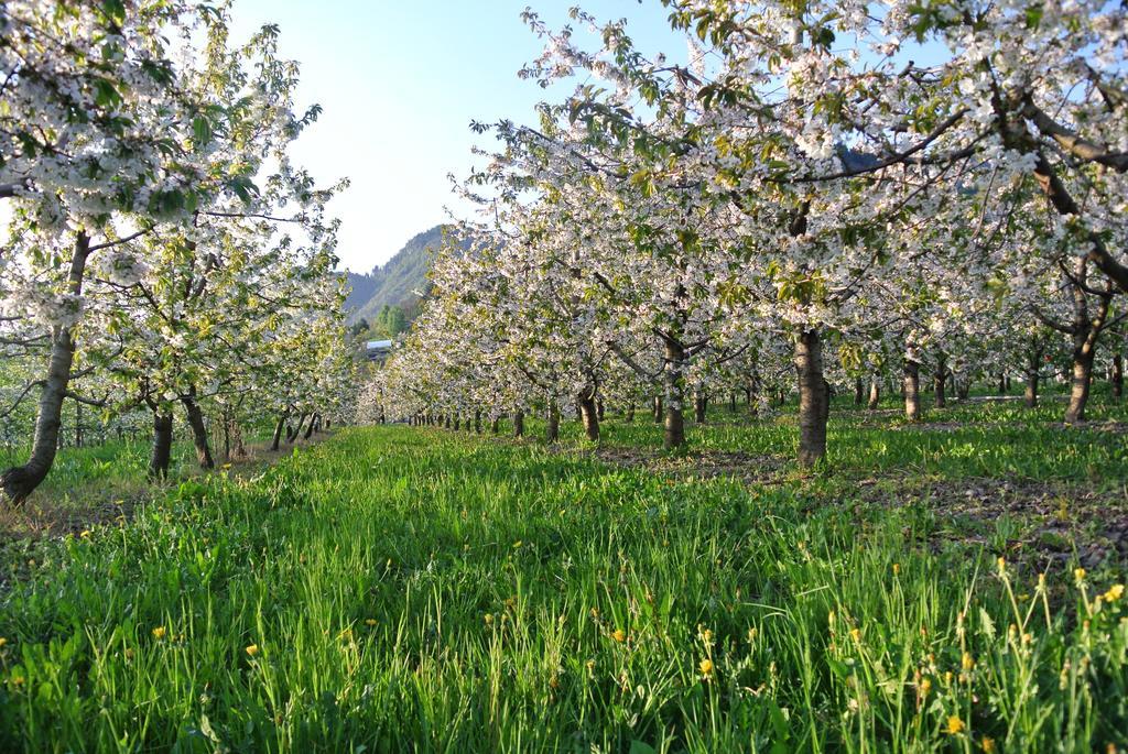 Agriturismo Bortolotti 페르지네 발수가나 외부 사진