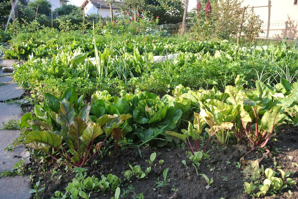 Agriturismo Bortolotti 페르지네 발수가나 외부 사진